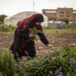 Cultiver la vie dans les cendres : écologies de survie au Liban-Sud