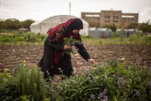 Cultiver la vie dans les cendres : écologies de survie au Liban-Sud