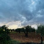 Olive Trees in Afrin: Memory, Conflict, and the Destruction of a Landscape