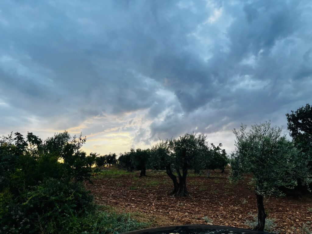 Olive Trees in Afrin: Memory, Conflict, and the Destruction of a Landscape